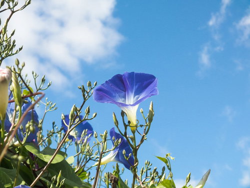 青空とアサガオ、つるに囲まれた紫の花が咲く夏の朝
