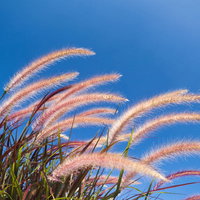 青空になびくペニセタムの穂の写真