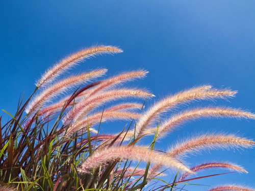 青空になびくペニセタムの穂