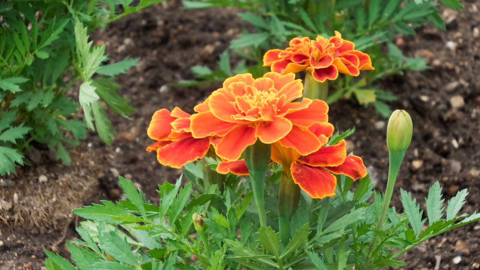 土の上に咲くオレンジと黄色のフレンチマリーゴールドの花
