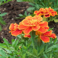 庭に咲いたオレンジと黄色のフレンチマリーゴールドの写真