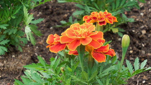 庭に咲いたオレンジと黄色のフレンチマリーゴールド