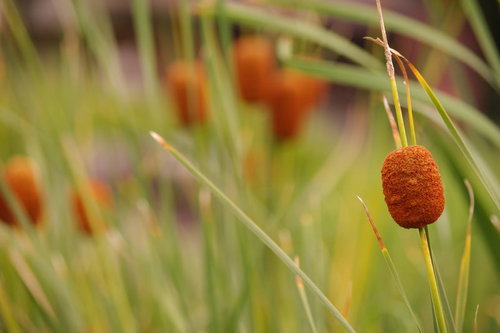 湿地に立つガマの穂 - 水辺に生える野草
