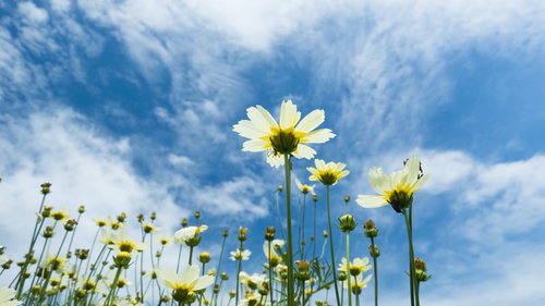 青空と白い雲を背景に咲く白いキバナコスモス