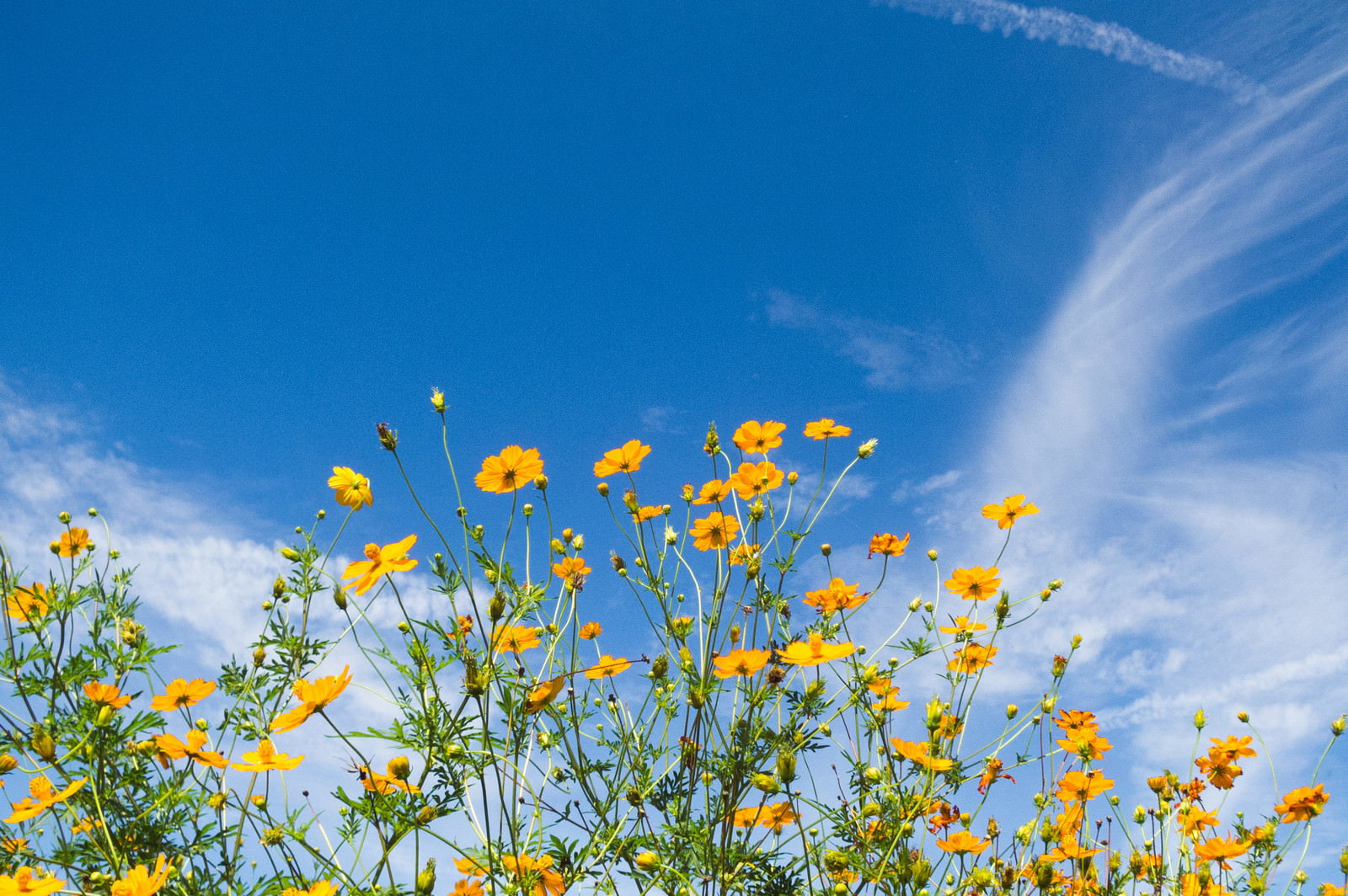 青空を背景に咲くキバナコスモスの花畑