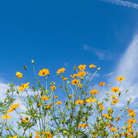花咲くキバナコスモスと青空の写真