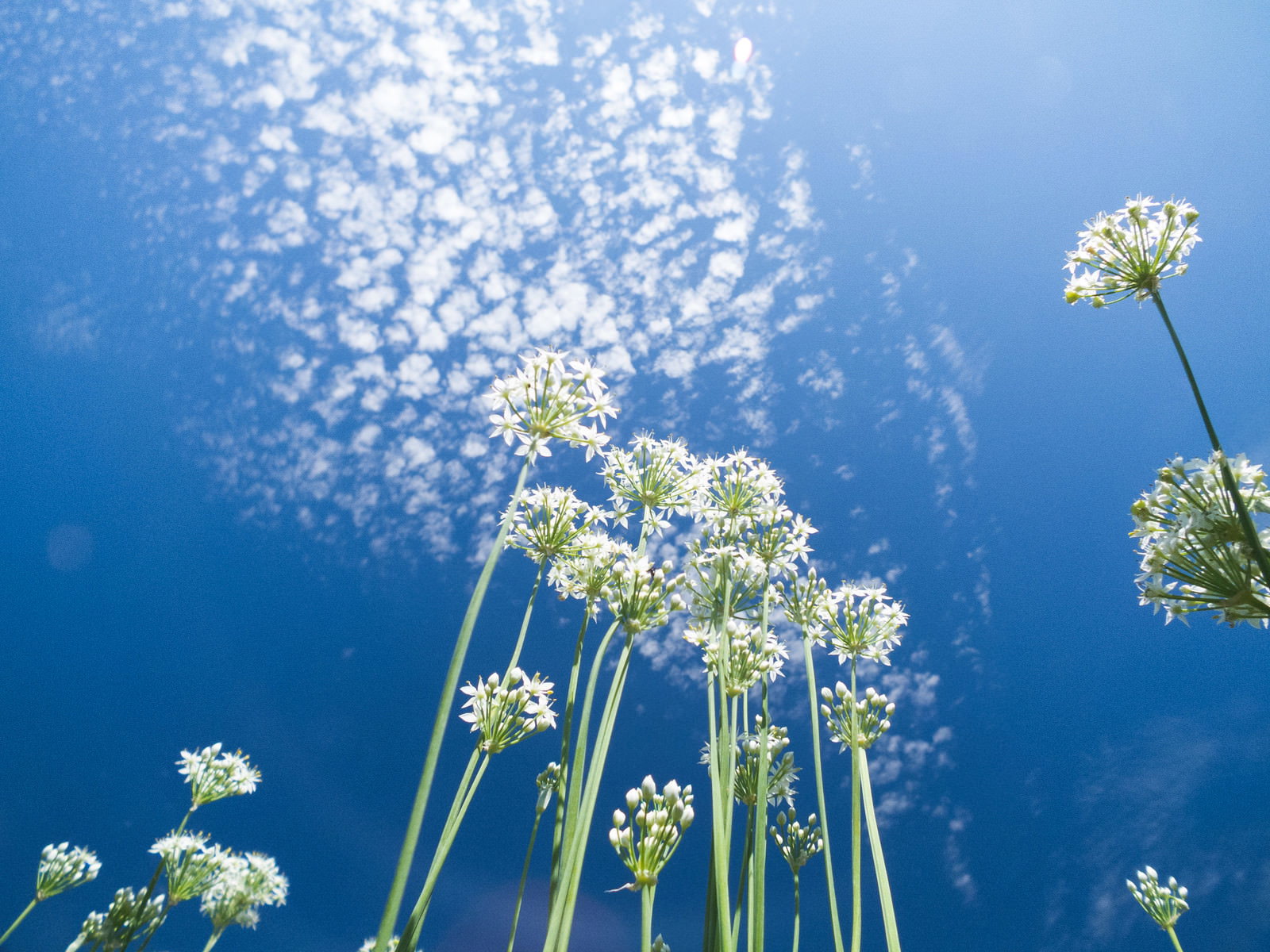 青空をバックに白い小さな花を咲かせたニラの花が立ち並ぶ様子