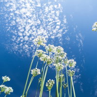 青空に咲くニラの白い花の写真