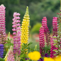 ピンク、黄色、紫色のカラフルなルピナスの花の写真