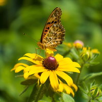 青空になびくチカラシバの穂の写真