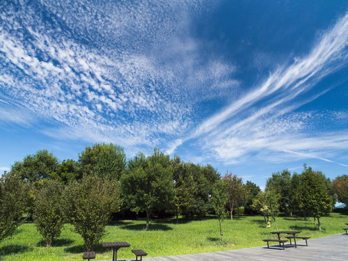 青空に白い雲が流れる公園の木々とベンチの風景