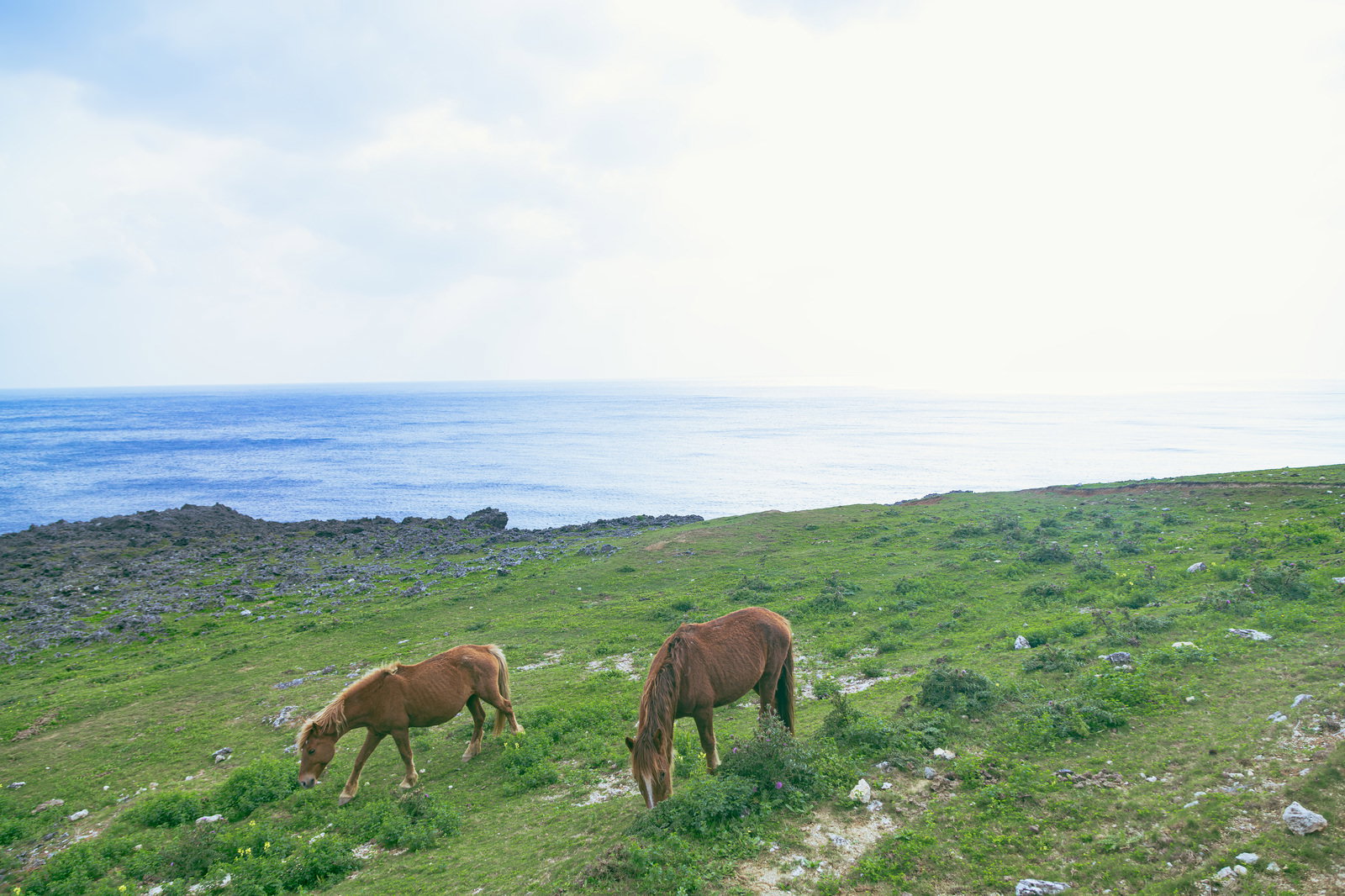 与那国島の草地で採食する茶色い馬と海岸の景色