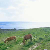 与那国島の海を背景に放牧される馬の写真