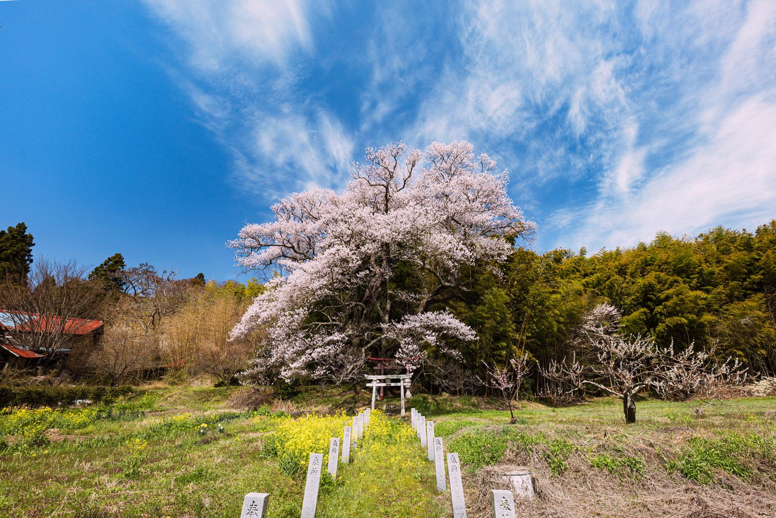 青空の下、白い花が満開に咲く子授け桜と参道の標識