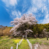 満開に咲き誇る子授け櫻と参道の景観・春の神社境内の写真
