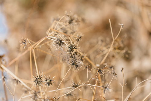 通称「ひっつき虫」