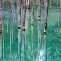 水鏡に映るカラマツの青い池（北海道美瑛町）の写真