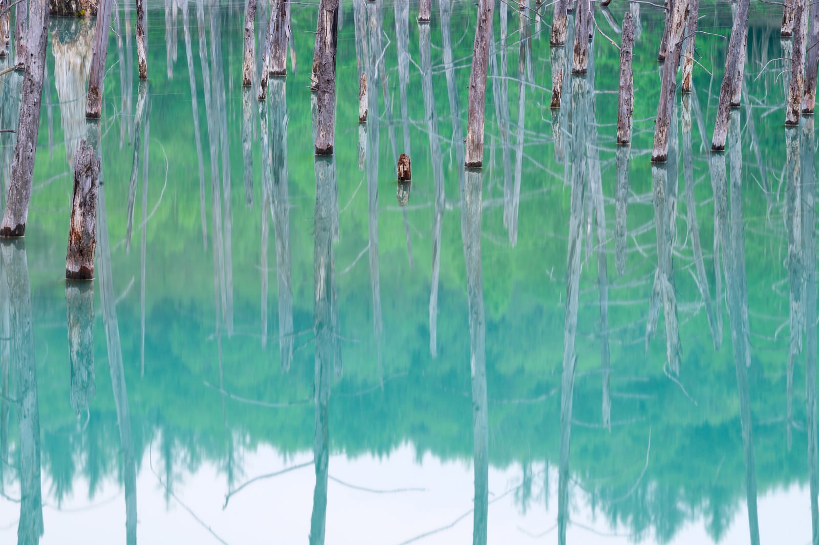 青い池に立ち枯れのカラマツが映る水鏡の風景