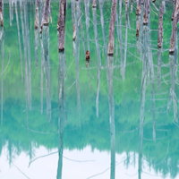 立ち枯れのカラマツと水鏡の青い池（北海道美瑛町白金）の写真