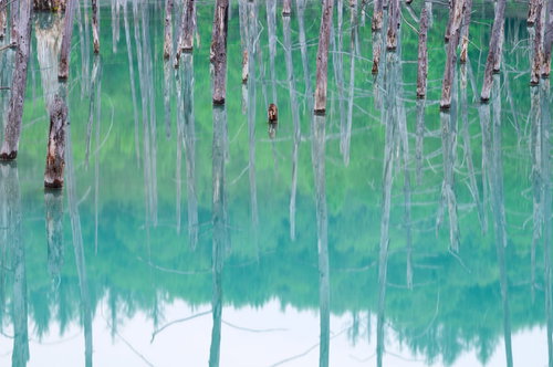 立ち枯れのカラマツと水鏡の青い池（北海道美瑛町白金）