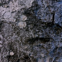 グレーの木の樹皮テクスチャー 粗い凹凸と深い溝が特徴の自然な木肌の写真