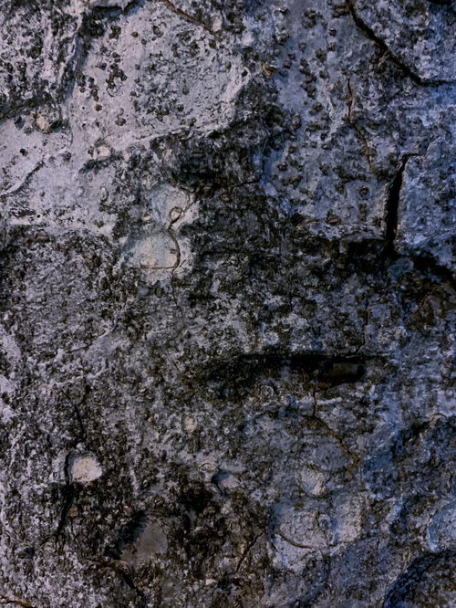 グレーの木の樹皮テクスチャー 粗い凹凸と深い溝が特徴の自然な木肌