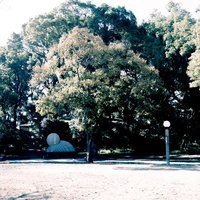木々の茂った公園の広場で広がる緑の芝生と自然環境の写真