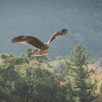 森の上空で大きな翼を広げて舞い上がるトビの写真