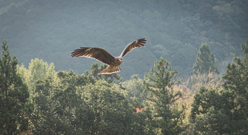 森の上空で大きな翼を広げて舞い上がるトビ