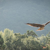森の上を翼を広げて旋回するトンビ（鳶）の飛翔の写真