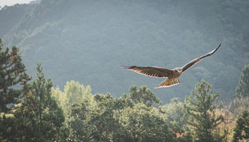 森の上を翼を広げて旋回するトンビ（鳶）の飛翔