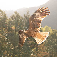 両翼を広げて舞い上がるトンビ（鳶）の飛行の写真