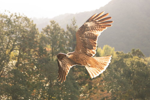 両翼を広げて舞い上がるトンビ（鳶）の飛行