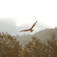 光を浴びて大空を舞い上がる鳶（トンビ）の飛翔の写真