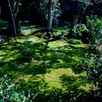 庭園の苔に伸びる木々の影と木漏れ日の写真