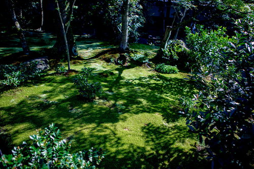 庭園の苔に伸びる木々の影と木漏れ日