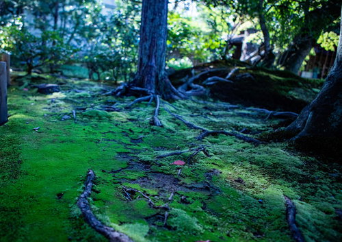 苔生す庭園に張りめぐる木の根と苔むした地面