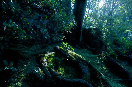 苔生す地面に蛇のようにうねる木の根と苔の風景