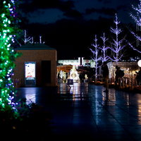 濡れた歩道に反射する緑色のイルミネーションの写真