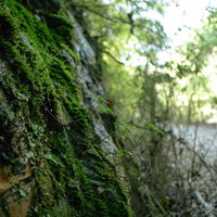 苔むすレンガの壁と植生する植物の写真