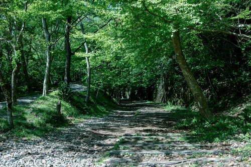 枕木続く木々のトンネル、JR福知山線廃線敷を歩く