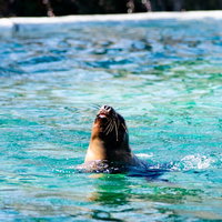 水族館のアシカショーで息継ぎするアシカの躍動的な瞬間の写真