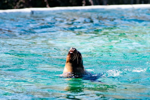 水族館のアシカショーで息継ぎするアシカの躍動的な瞬間