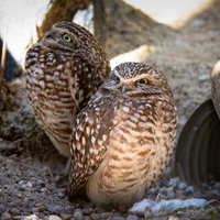 大きな目を見開いて驚くコキンメフクロウの野生動物の写真