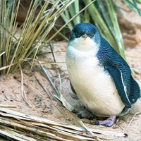 こちらを気にするペンギンが砂地に立つ姿勢の写真