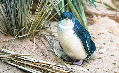 こちらを気にするペンギンが砂地に立つ姿勢
