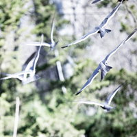 空へ飛び立つ野鳥の群れが一斉に羽ばたく瞬間の写真