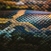 蛇の鱗のクローズアップテクスチャの写真