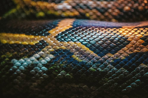 蛇の鱗のクローズアップテクスチャ