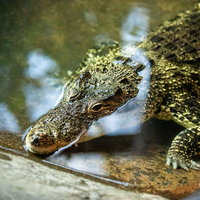 水面から顔を出すワニの頭部、鋭い歯と瞳が見える迫力の表情の写真